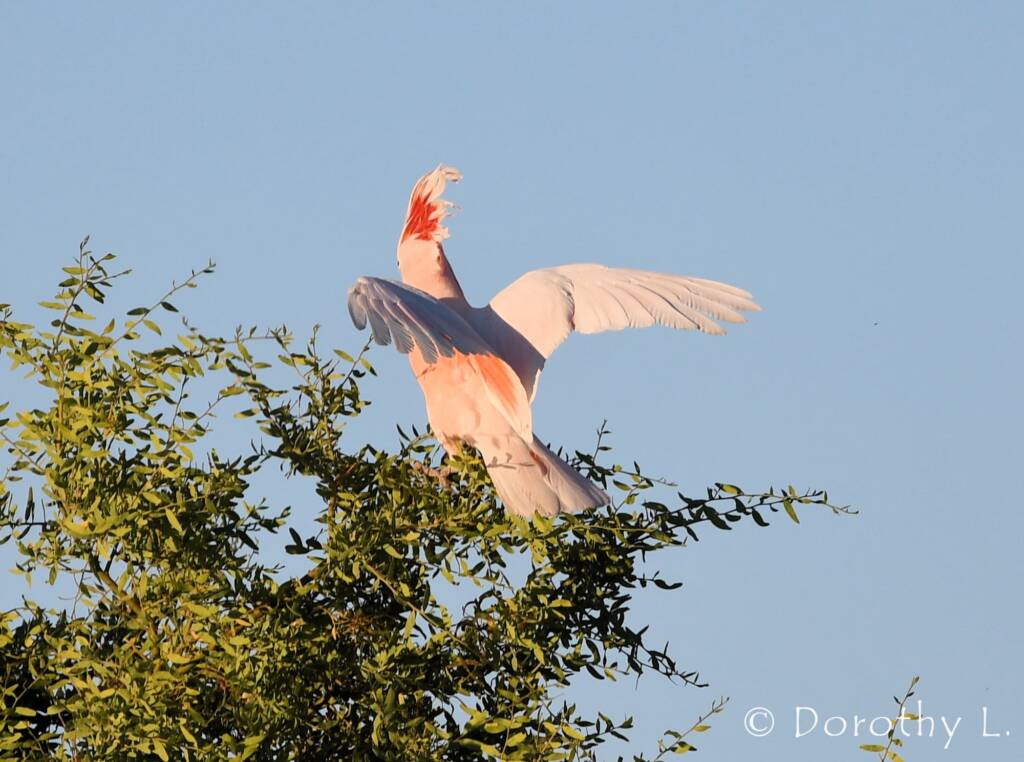 Major Mitchell's Cockatoo (Lophochroa leadbeateri)