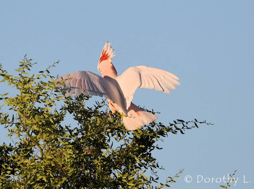 Major Mitchell's Cockatoo (Lophochroa leadbeateri)