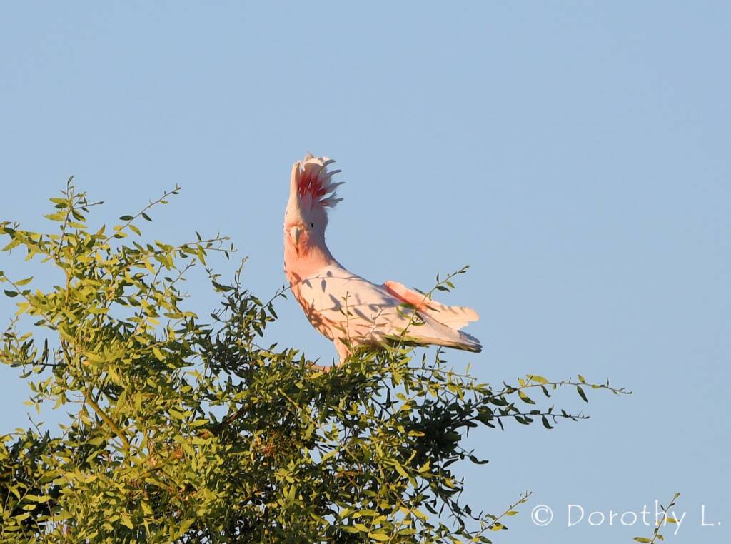 Major Mitchell's Cockatoo (Lophochroa leadbeateri)
