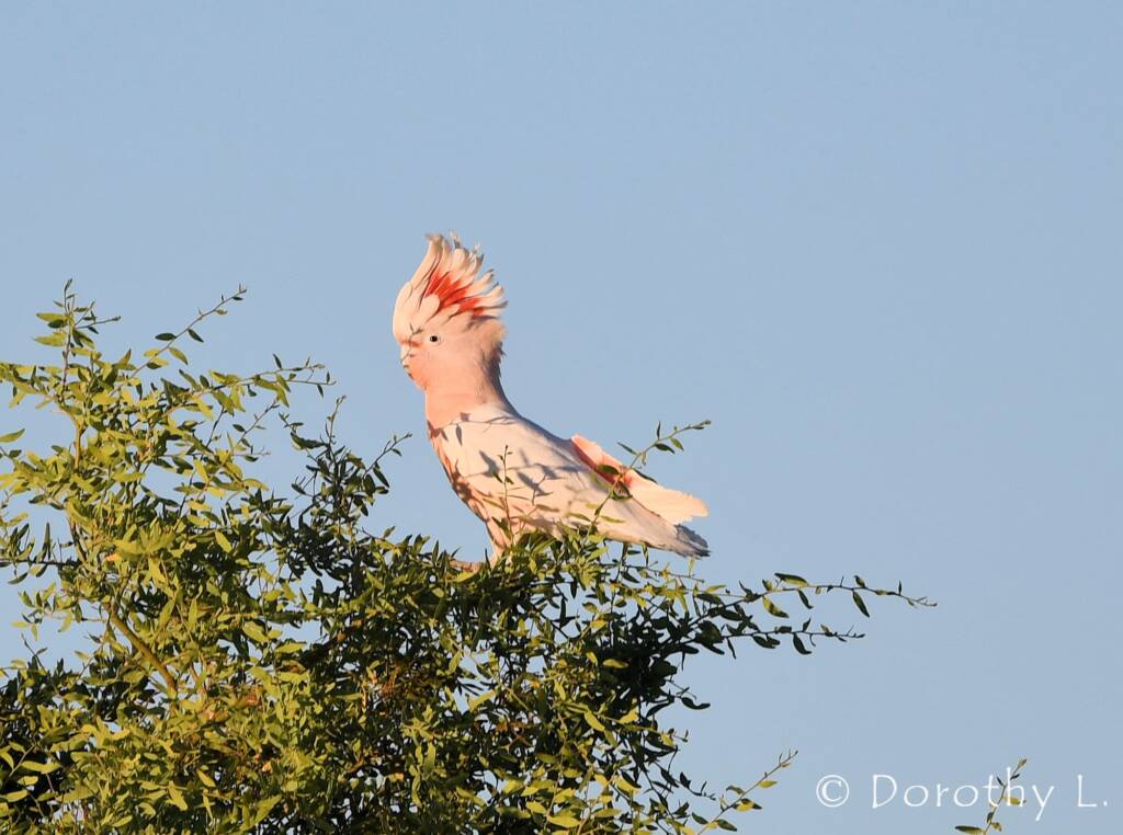 Major Mitchell's Cockatoo (Lophochroa leadbeateri)