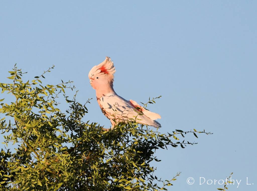 Major Mitchell's Cockatoo (Lophochroa leadbeateri)