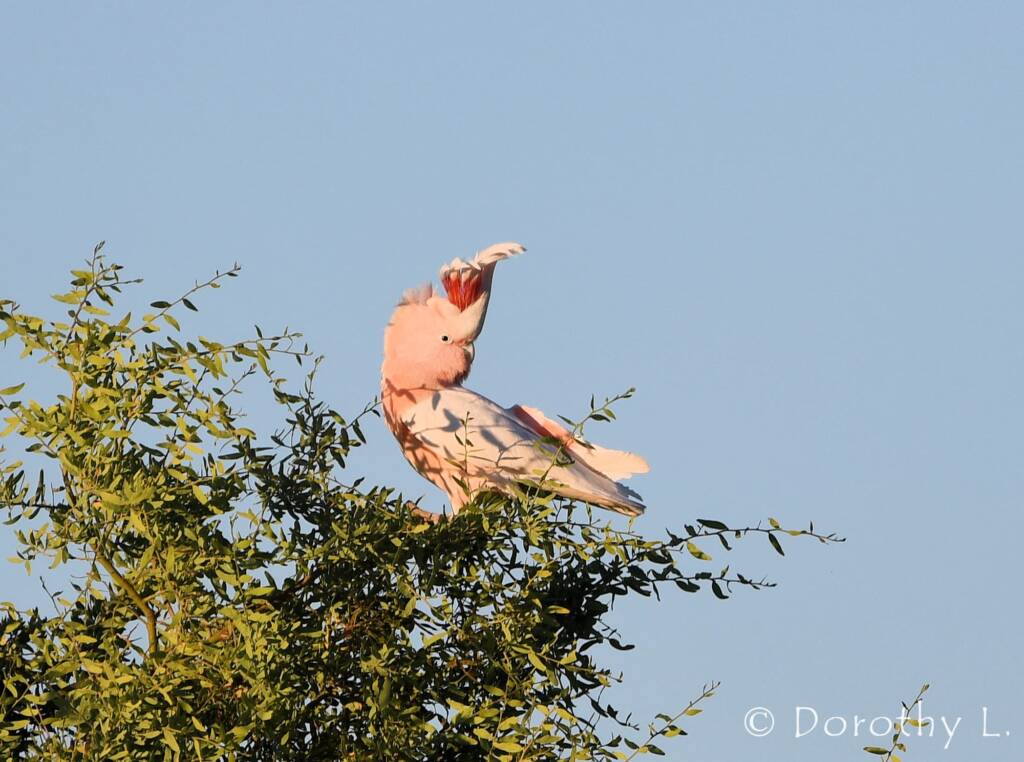 Major Mitchell's Cockatoo (Lophochroa leadbeateri)
