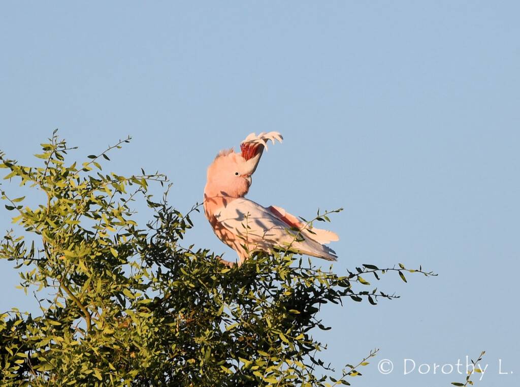 Major Mitchell's Cockatoo (Lophochroa leadbeateri)