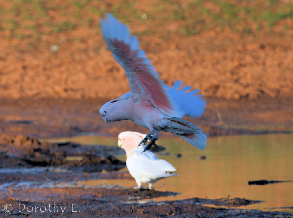Major Mitchell's Cockatoo (Lophochroa leadbeateri)