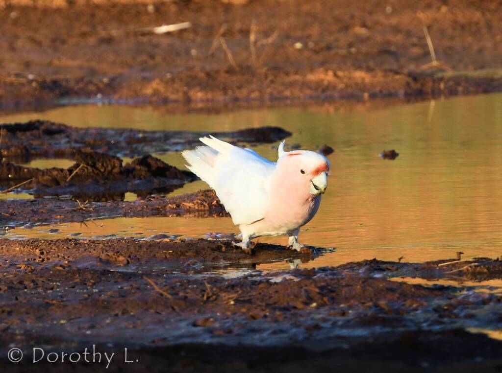 Pink Cockatoo (Lophochroa leadbeateri)
