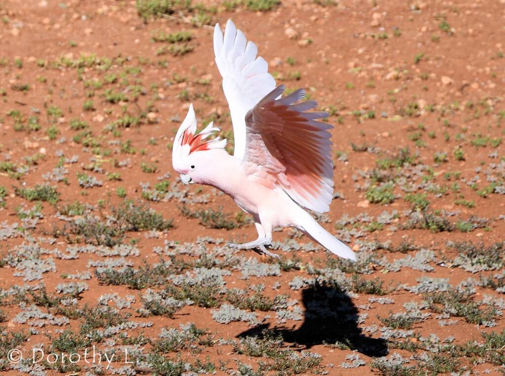 Pink Cockatoo (Lophochroa leadbeateri), Kunoth Bore, NT