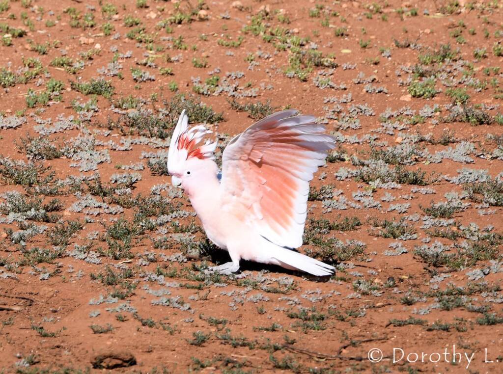 Pink Cockatoo (Lophochroa leadbeateri), Kunoth Bore, NT