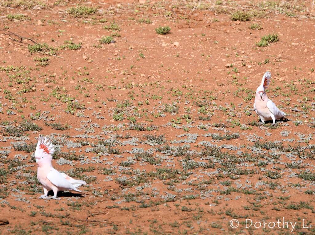 Pink Cockatoo (Lophochroa leadbeateri), Kunoth Bore, NT