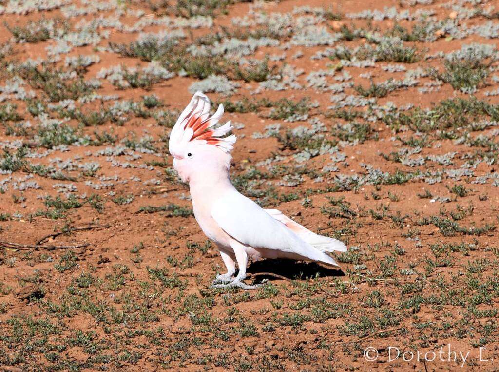 Pink Cockatoo (Lophochroa leadbeateri), Kunoth Bore, NT