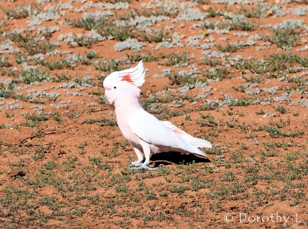 Pink Cockatoo (Lophochroa leadbeateri), Kunoth Bore, NT