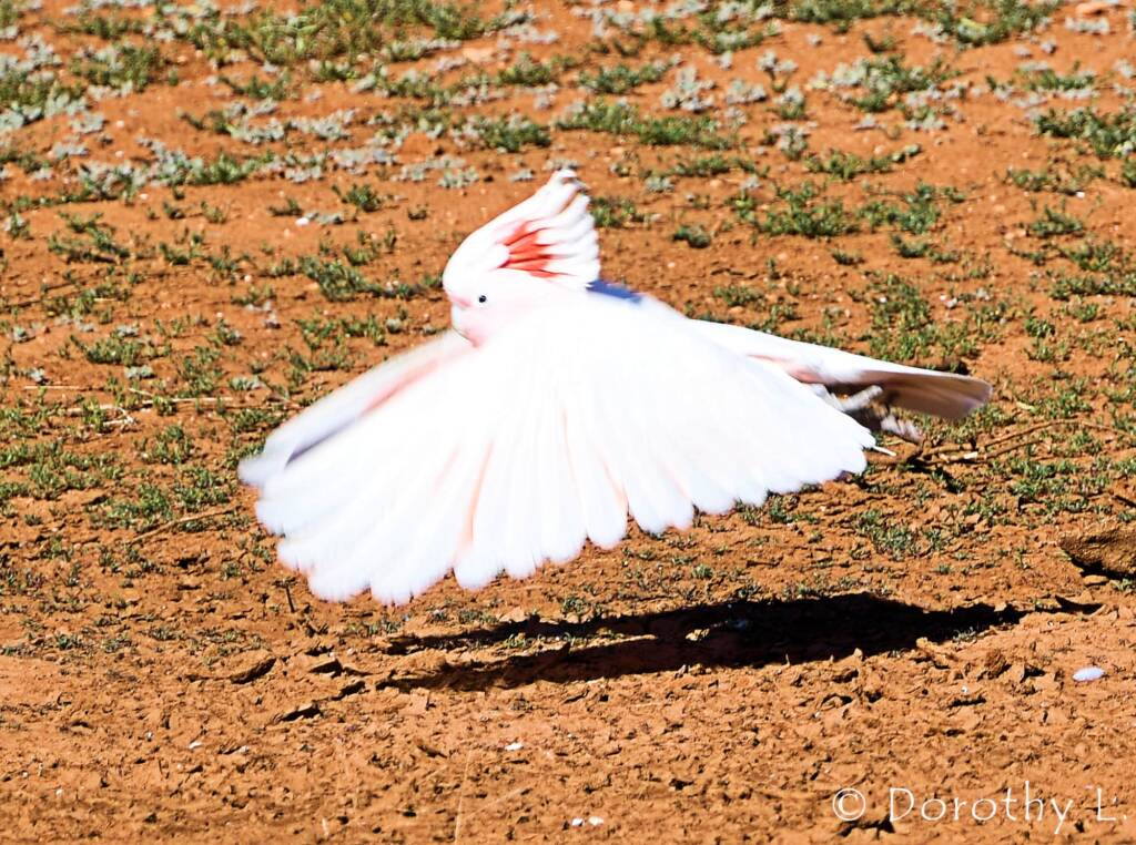 Pink Cockatoo (Lophochroa leadbeateri), Kunoth Bore, NT