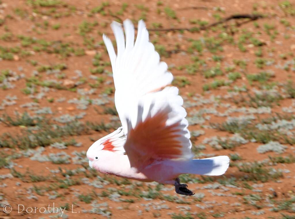 Pink Cockatoo (Lophochroa leadbeateri), Kunoth Bore, NT
