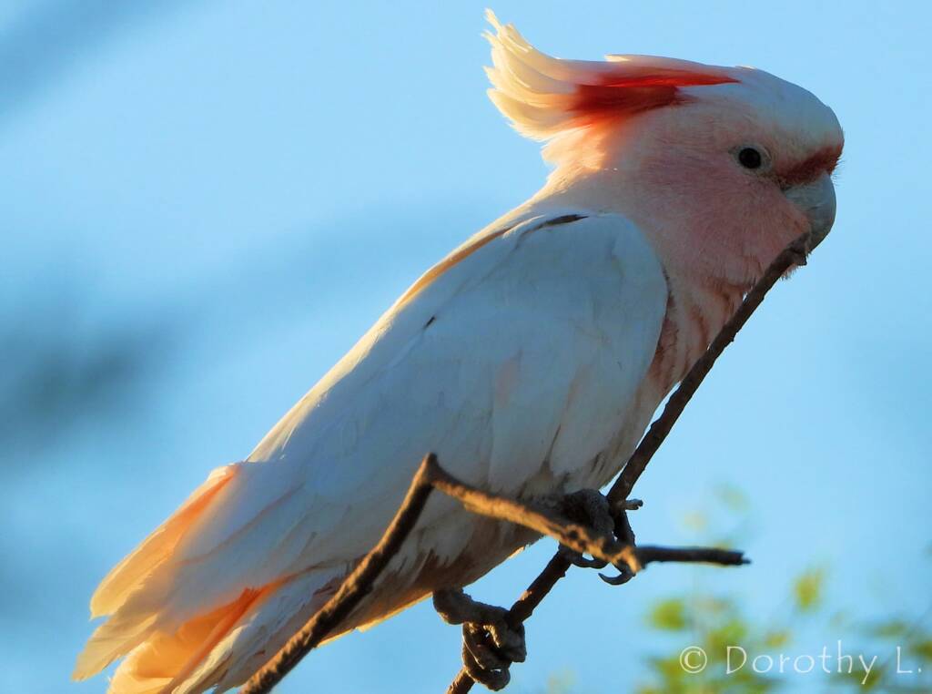 Major Mitchell's Cockatoo (Lophochroa leadbeateri)