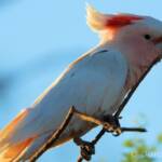 Major Mitchell's Cockatoo (Lophochroa leadbeateri)