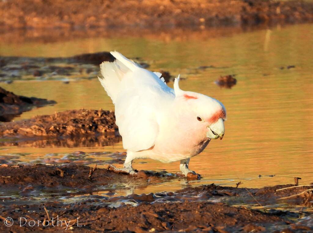 Pink Cockatoo (Lophochroa leadbeateri)