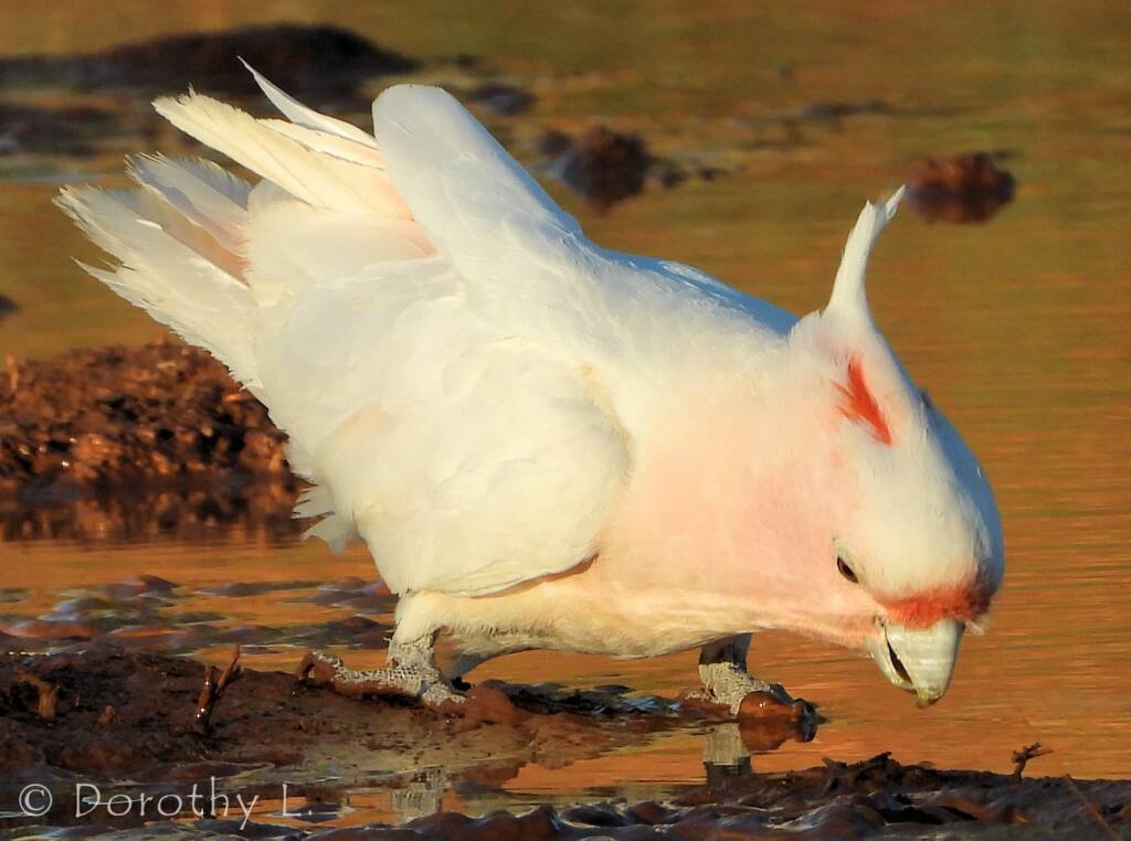 Major Mitchell's Cockatoo (Lophochroa leadbeateri)