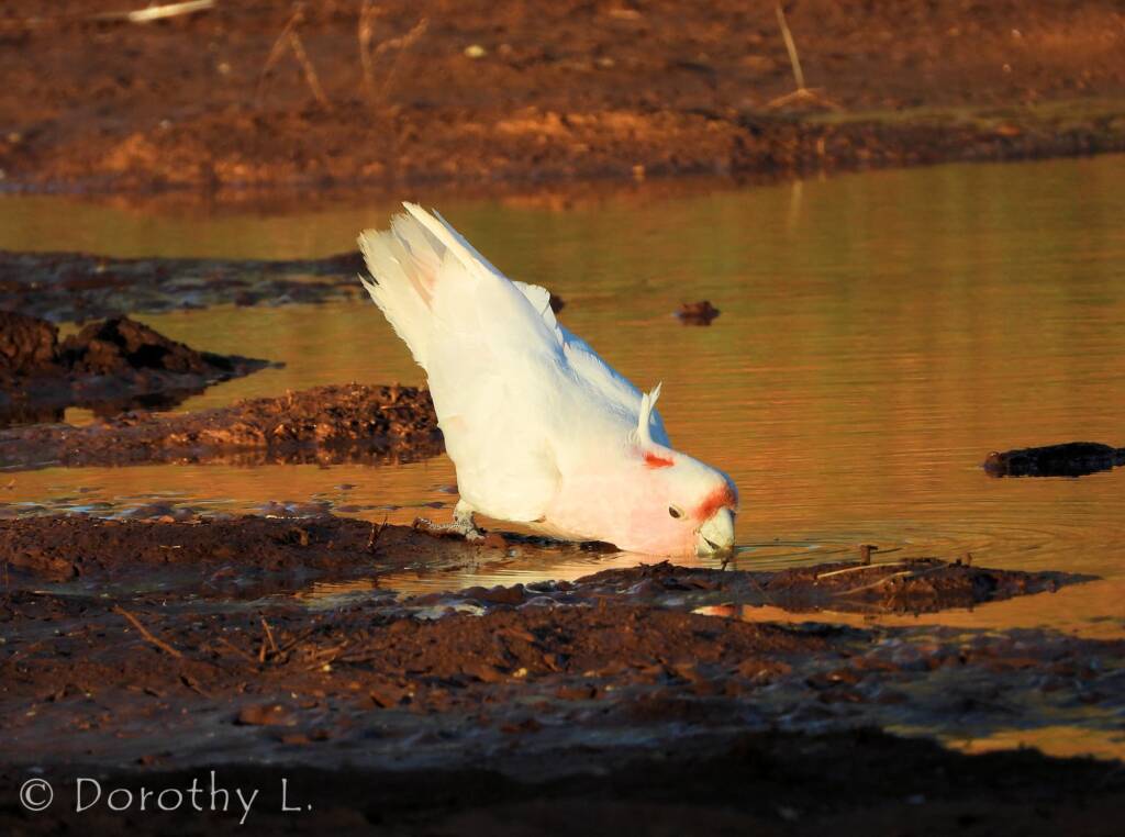 Pink Cockatoo (Lophochroa leadbeateri)