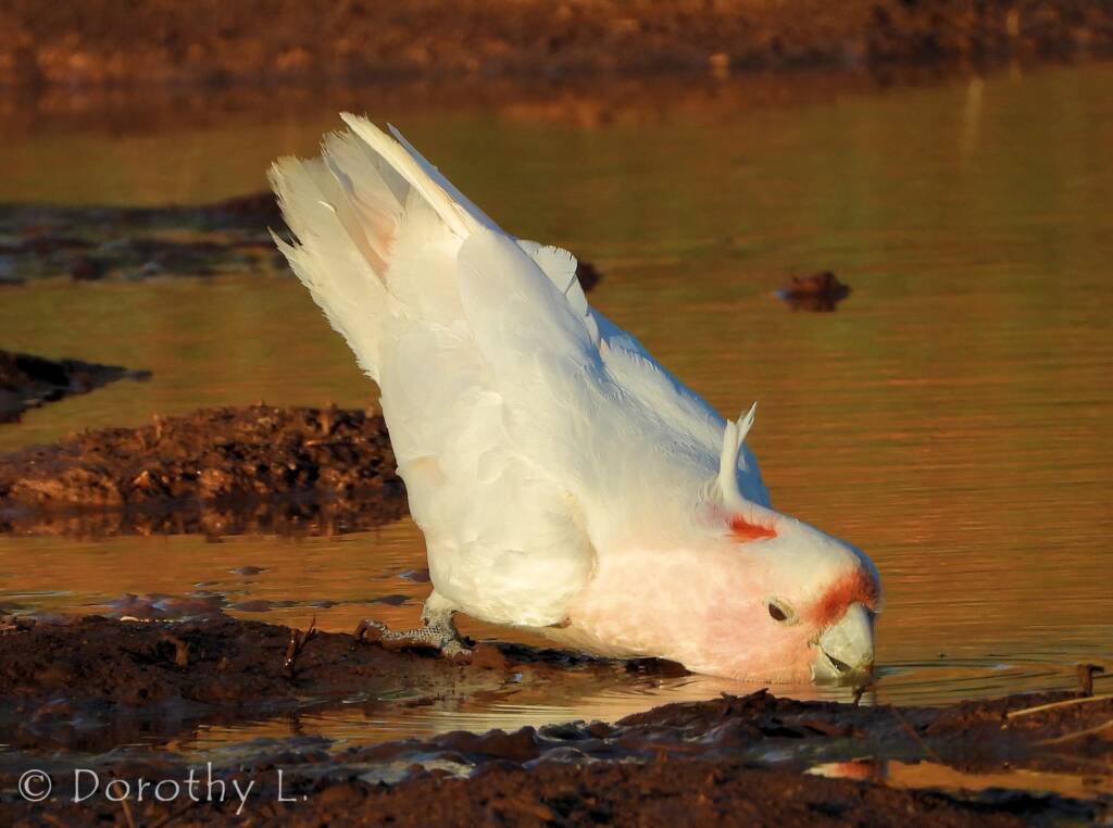 Pink Cockatoo (Lophochroa leadbeateri)