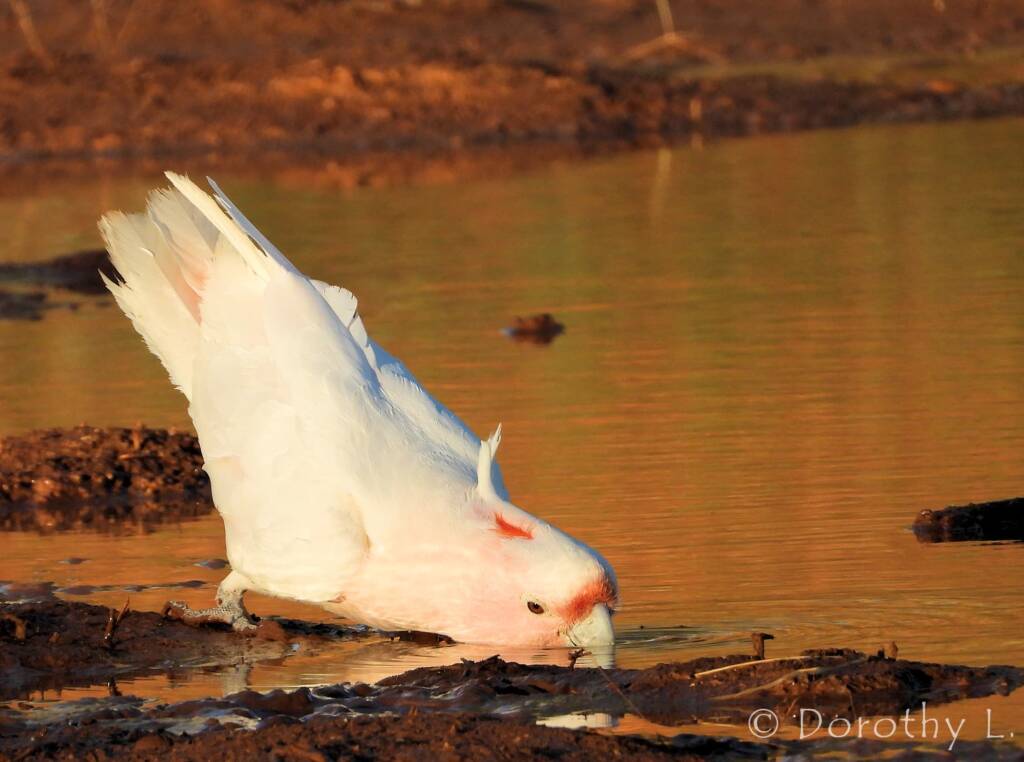 Pink Cockatoo (Lophochroa leadbeateri)