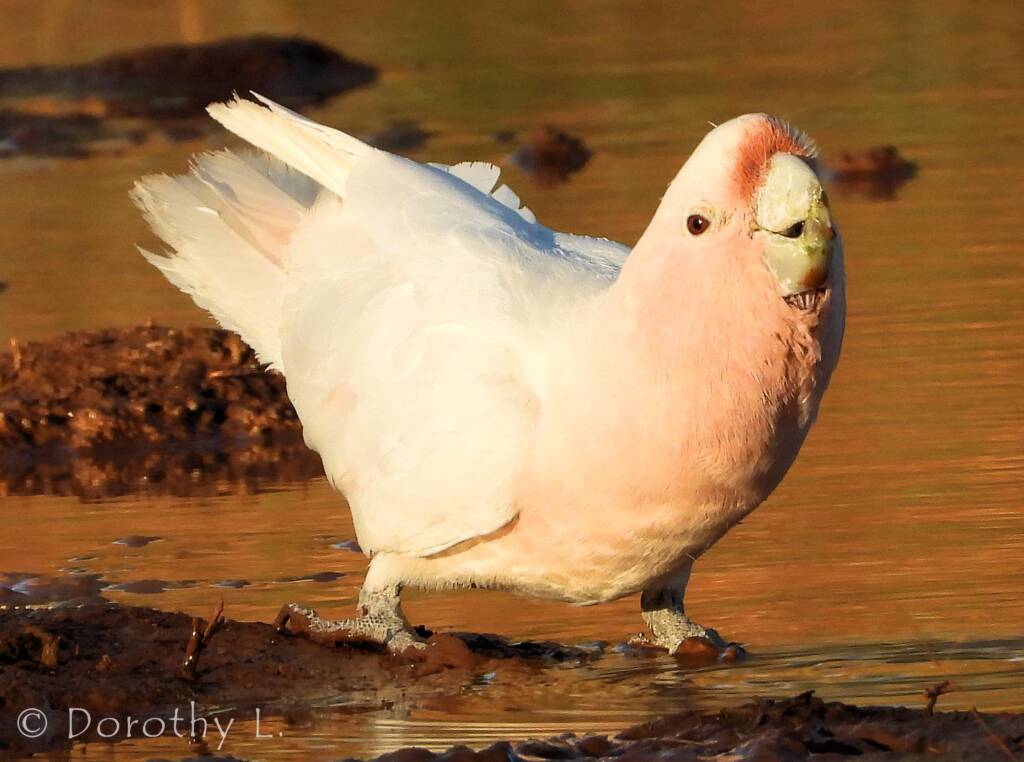 Pink Cockatoo (Lophochroa leadbeateri)