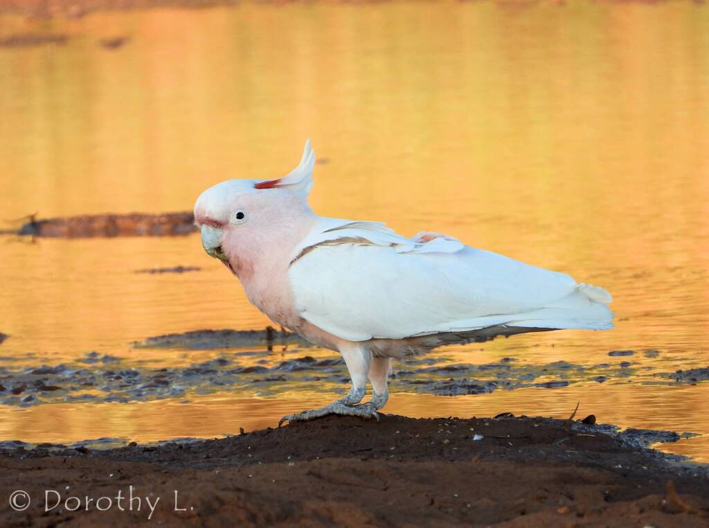 Major Mitchell's Cockatoo (Lophochroa leadbeateri)