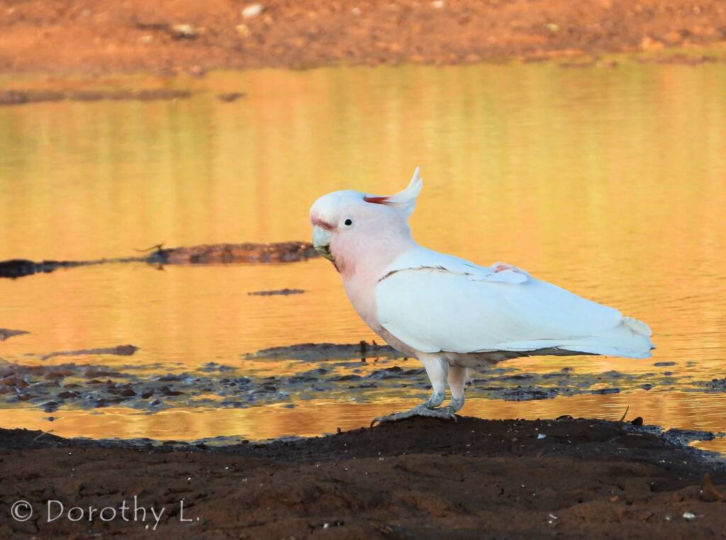 Major Mitchell's Cockatoo (Lophochroa leadbeateri)
