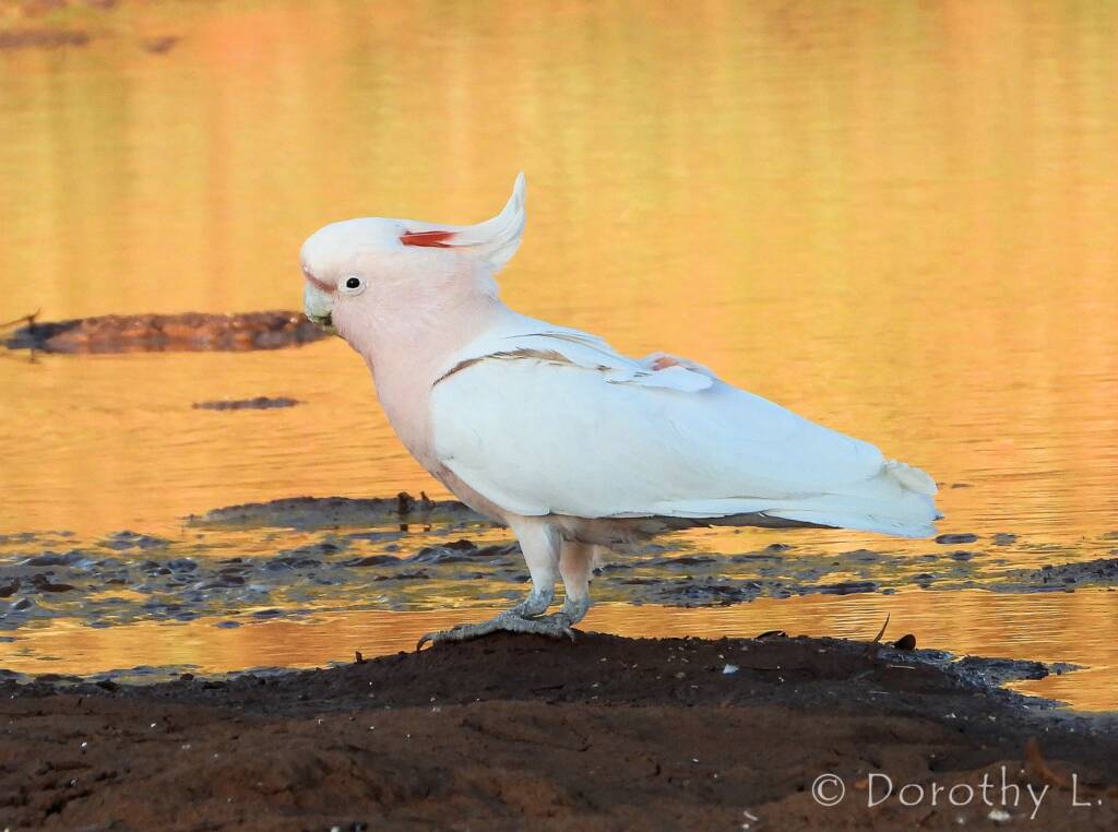 Major Mitchell's Cockatoo (Lophochroa leadbeateri)