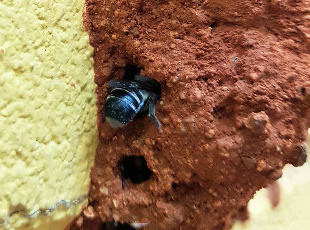 Megachile aurifrons