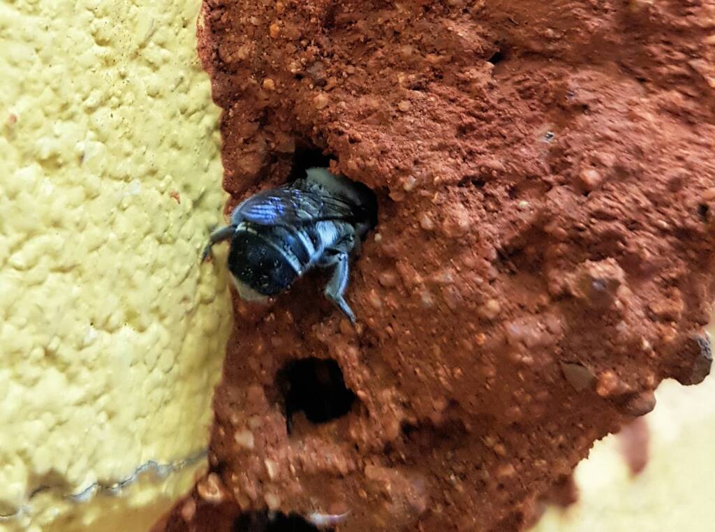 Megachile aurifrons
