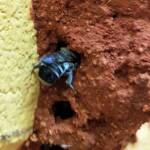 Megachile aurifrons