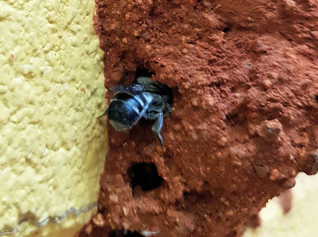 Megachile aurifrons