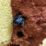 Megachile aurifrons