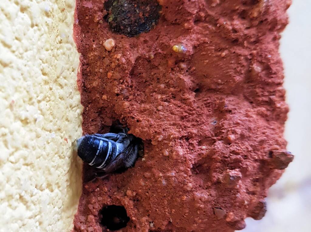 Megachile aurifrons, Alice Springs, NT