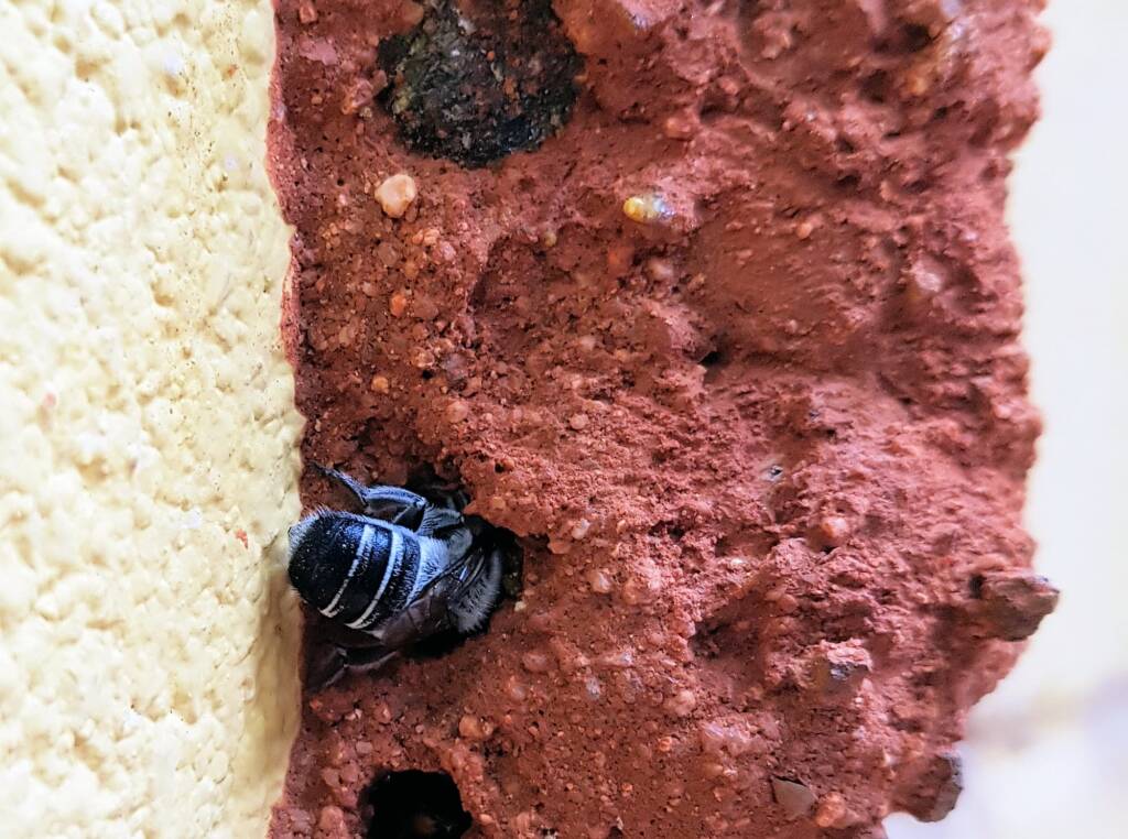 Megachile aurifrons, Alice Springs, NT