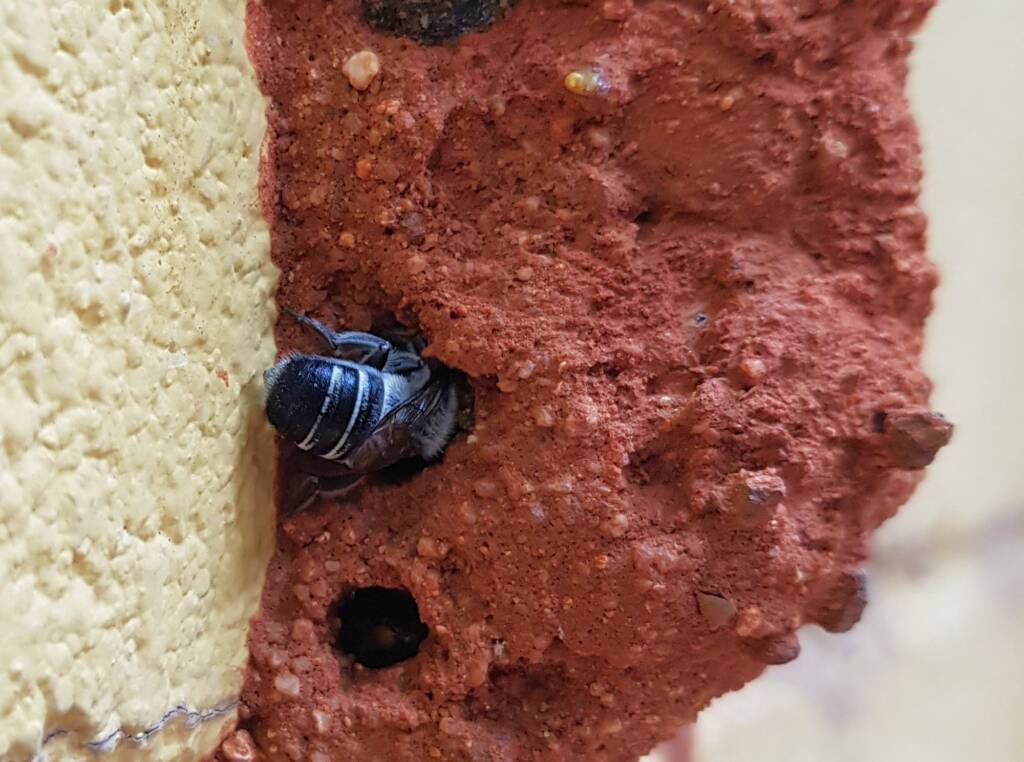 Megachile aurifrons, Alice Springs, NT