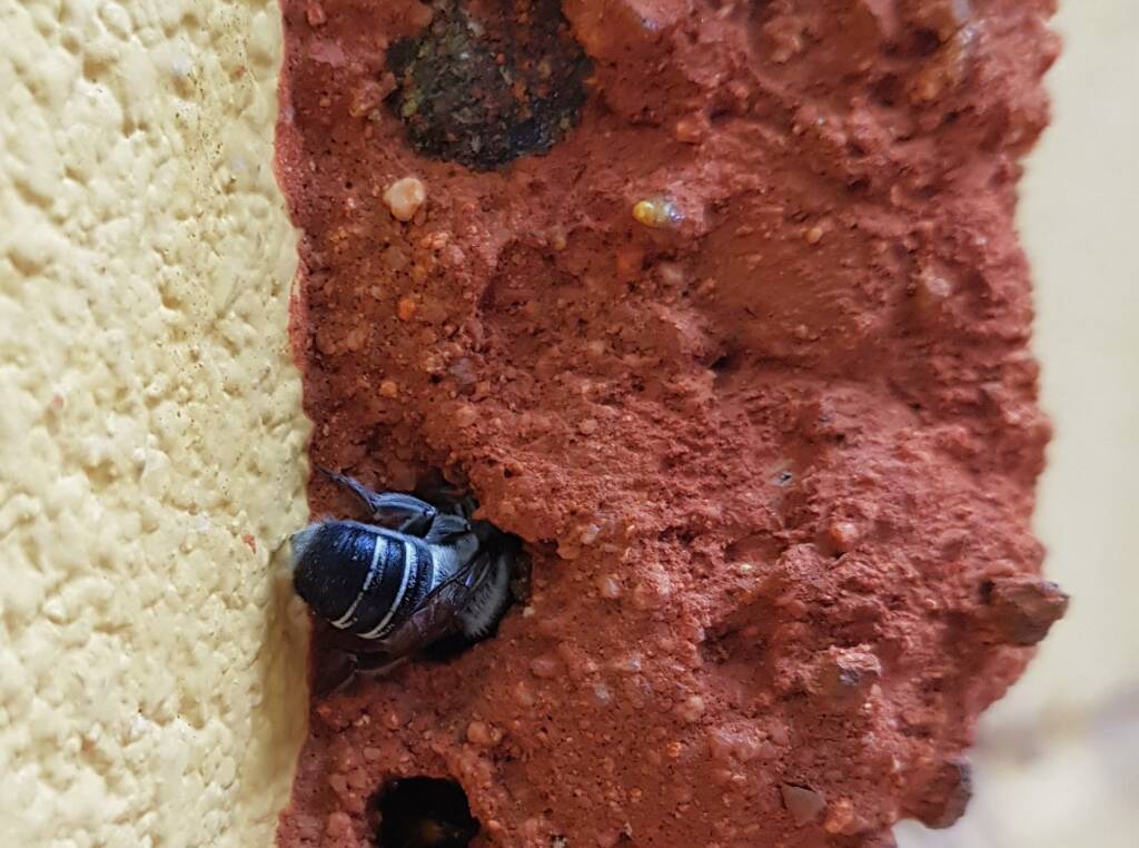 Megachile aurifrons, Alice Springs, NT