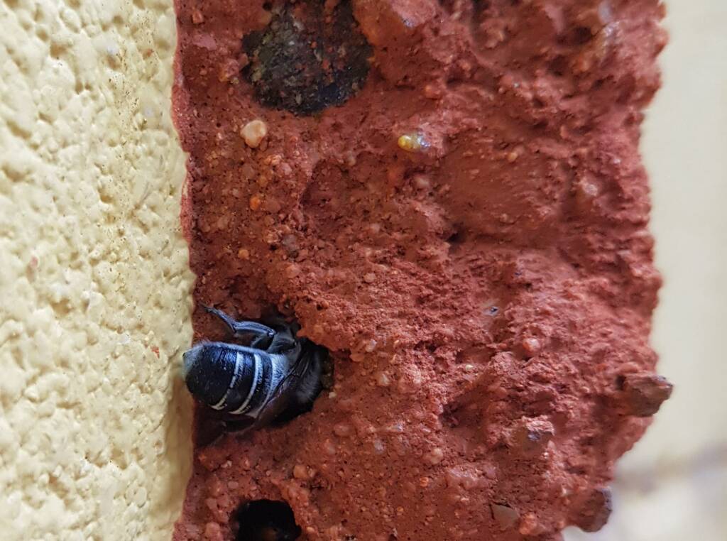 Megachile aurifrons, Alice Springs, NT