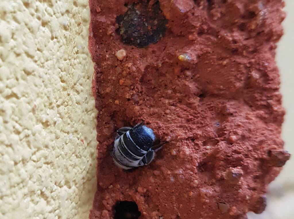 Megachile aurifrons, Alice Springs, NT