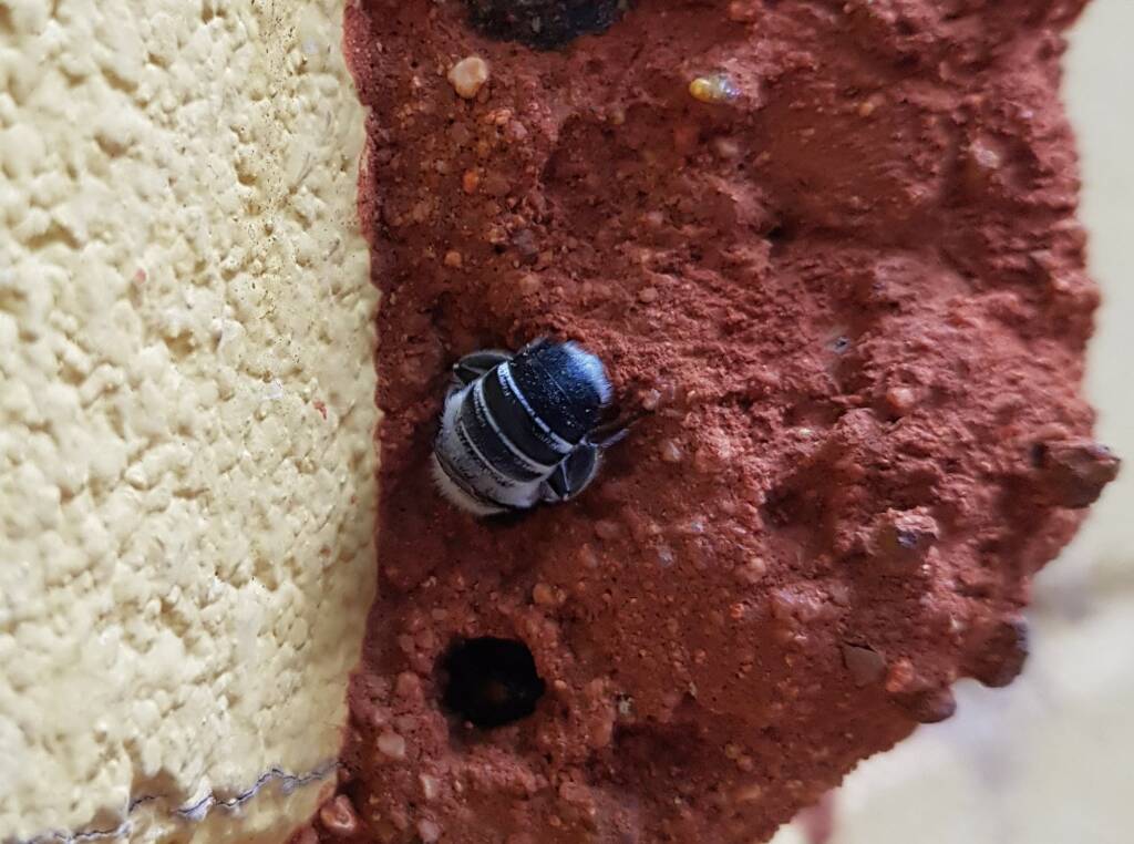 Megachile aurifrons, Alice Springs, NT