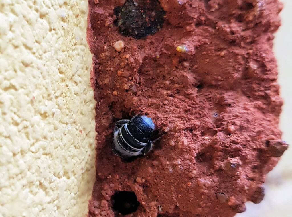 Megachile aurifrons, Alice Springs, NT