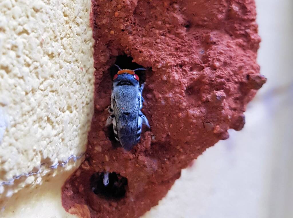 Female Megachile aurifrons