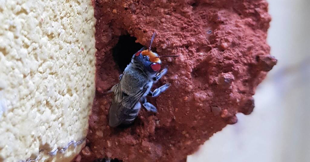 Female Megachile aurifrons