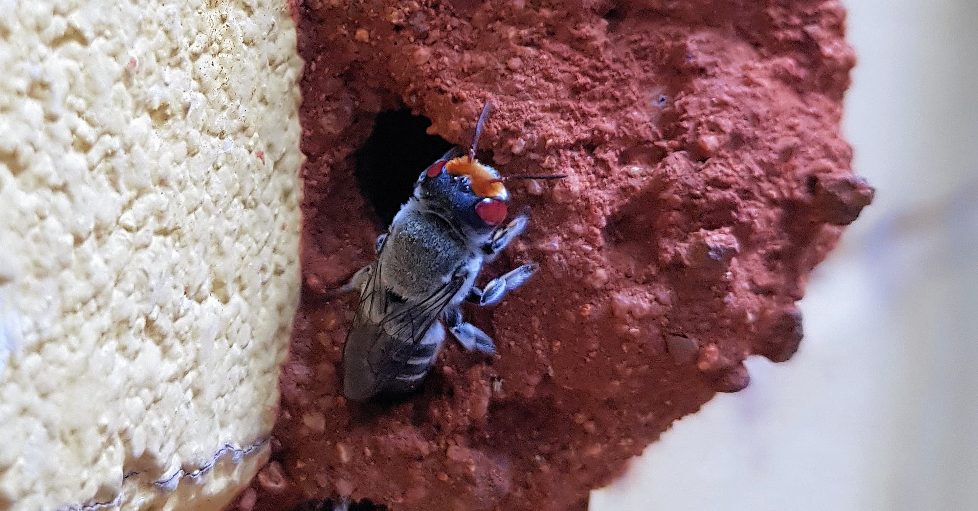 Female Megachile aurifrons
