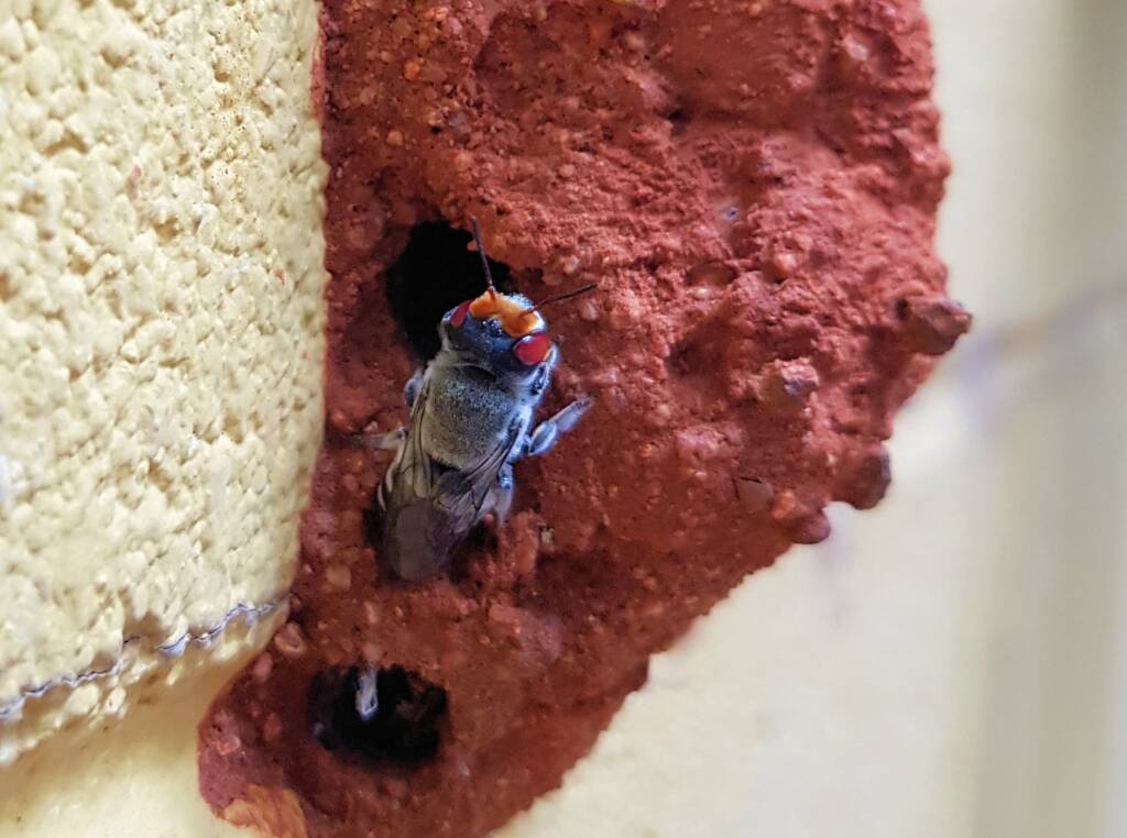 Female Megachile aurifrons