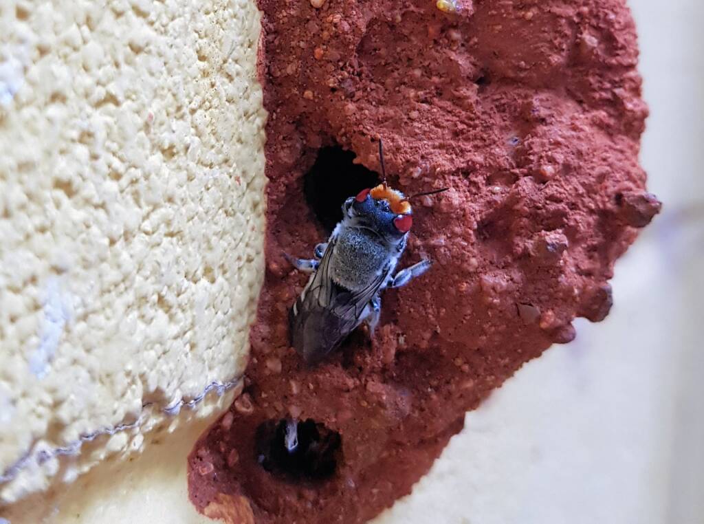 Female Megachile aurifrons