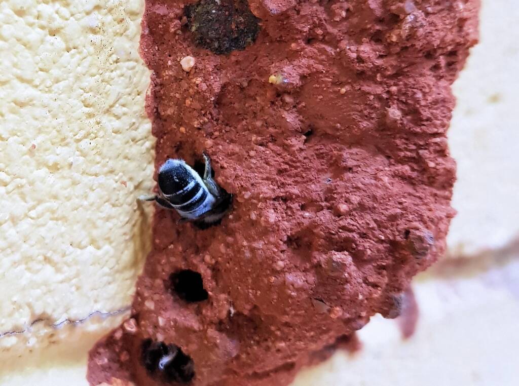 Megachile aurifrons