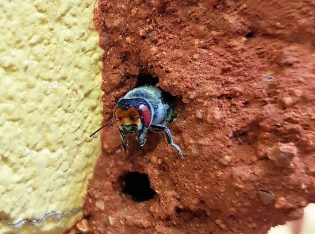 Megachile aurifrons, Alice Springs, NT