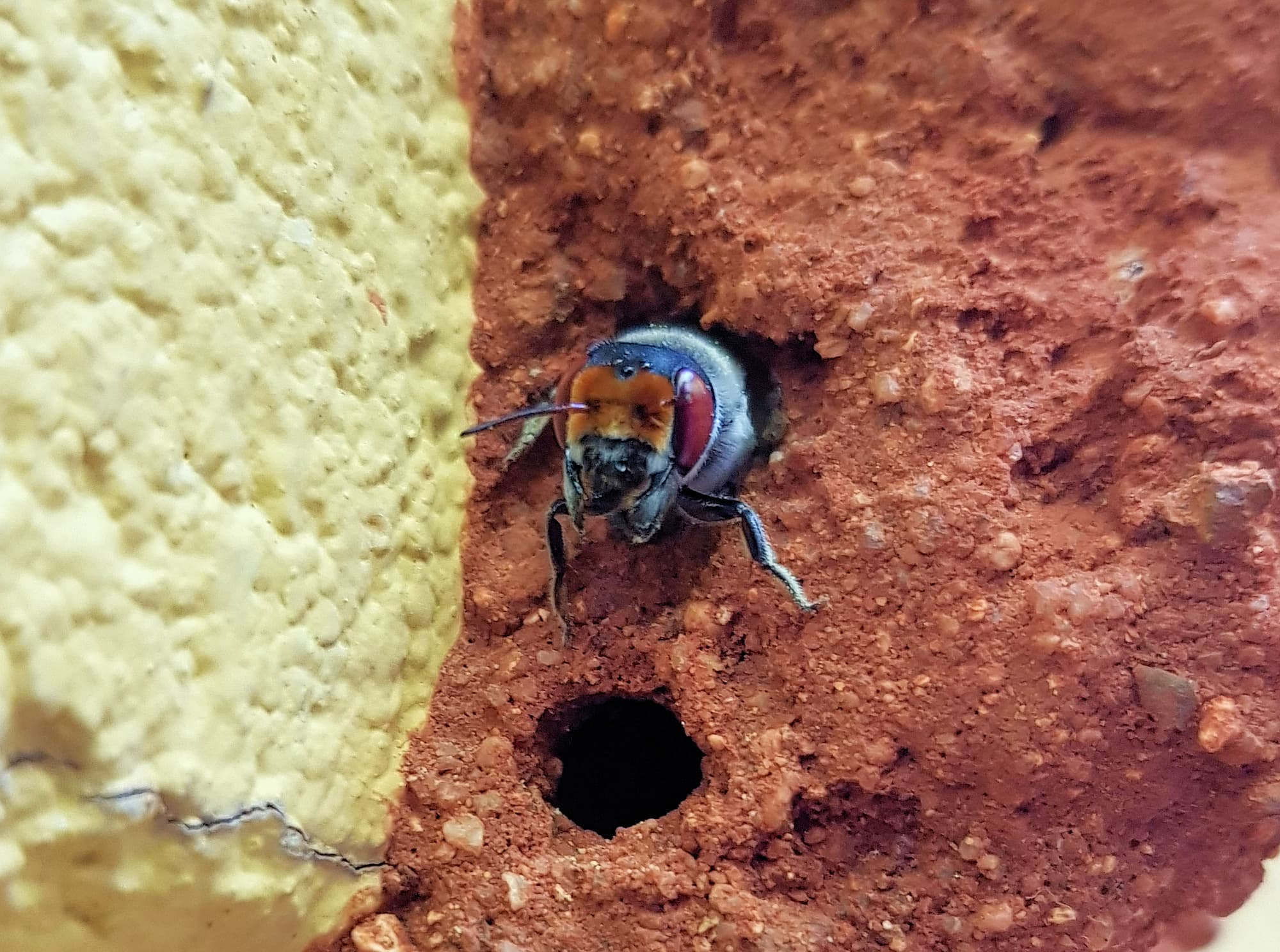 Megachile aurifrons, Alice Springs, NT