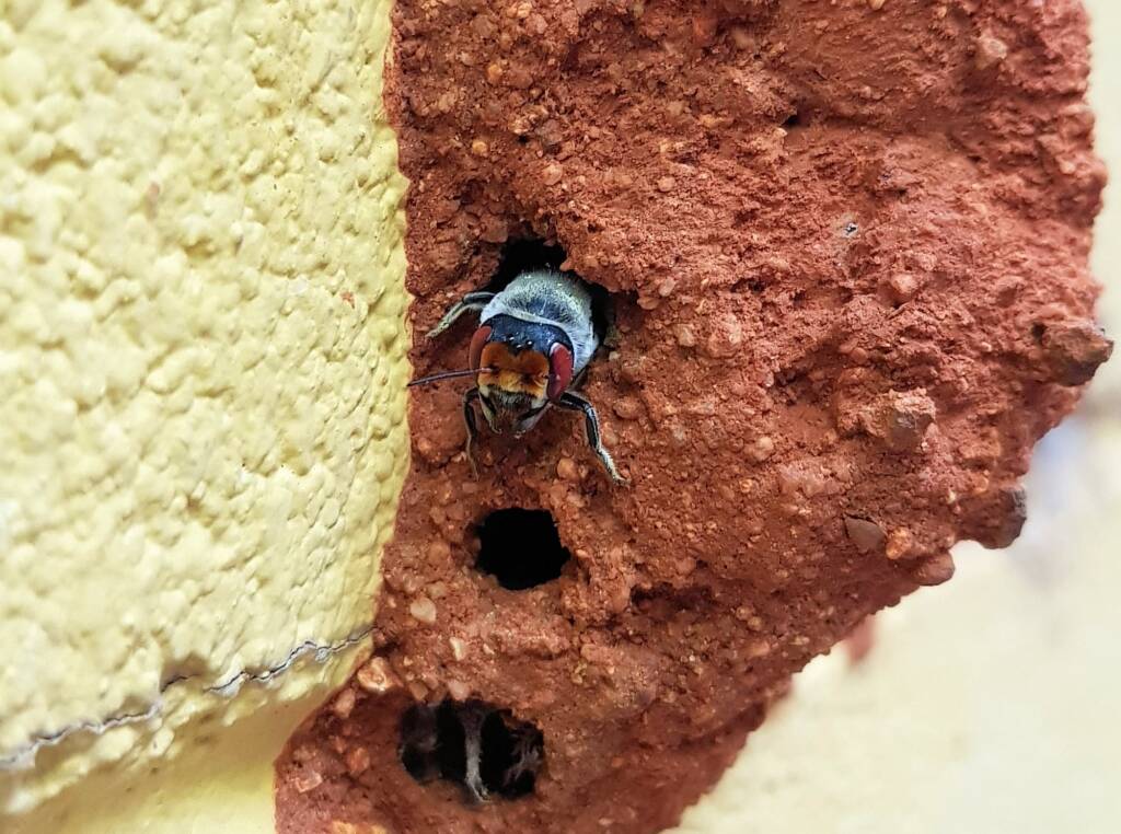 Megachile aurifrons, Alice Springs, NT