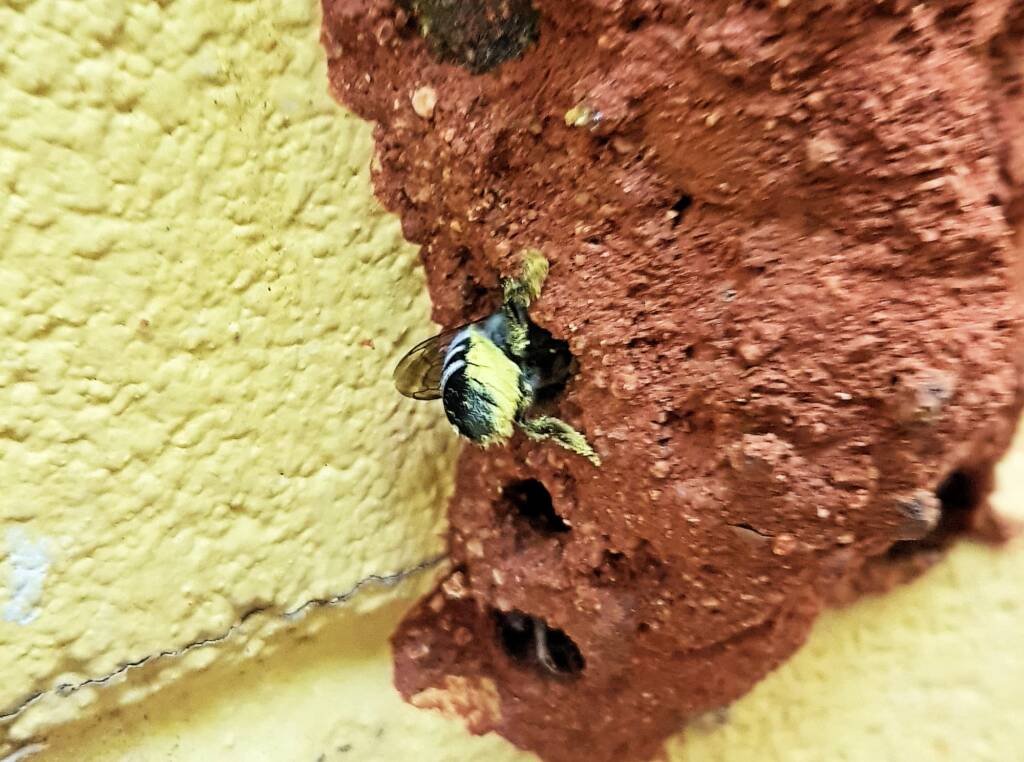 Megachile aurifrons, Alice Springs, NT